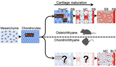 Mineralized Cartilage and Bone-Like Tissues in Chondrichthyans Offer Potential Insights Into the Evolution and Development of Mineralized Tissues in the Vertebrate Endoskeleton